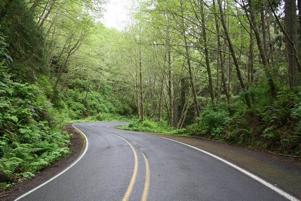 Road winding ahead through the woods
