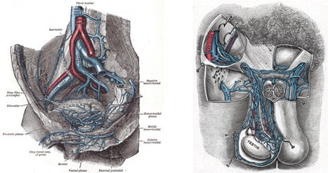 Anatomical diagram of sensitive areas prone to pain or injury during cycling